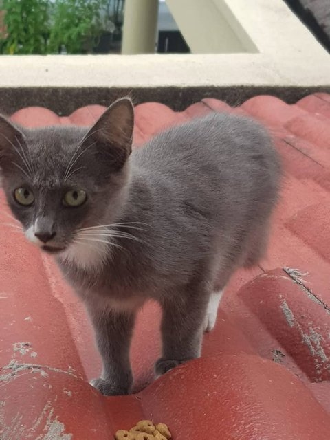 Labilabi - Domestic Medium Hair Cat