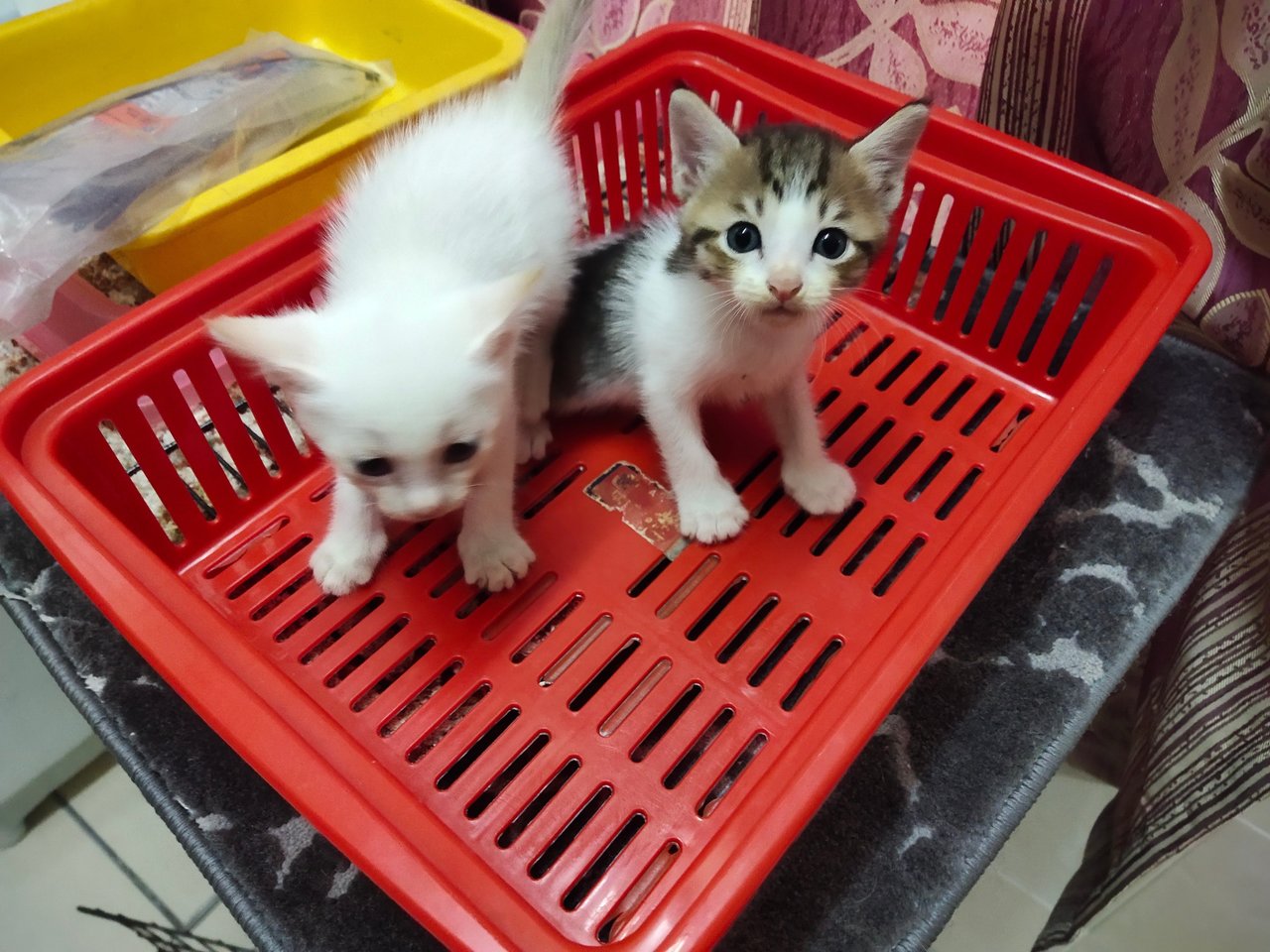 Jebat &amp; Putih - Domestic Short Hair Cat