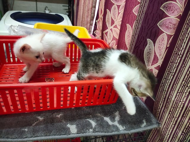 Jebat &amp; Putih - Domestic Short Hair Cat