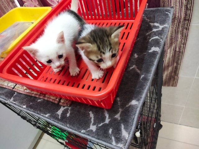 Jebat &amp; Putih - Domestic Short Hair Cat