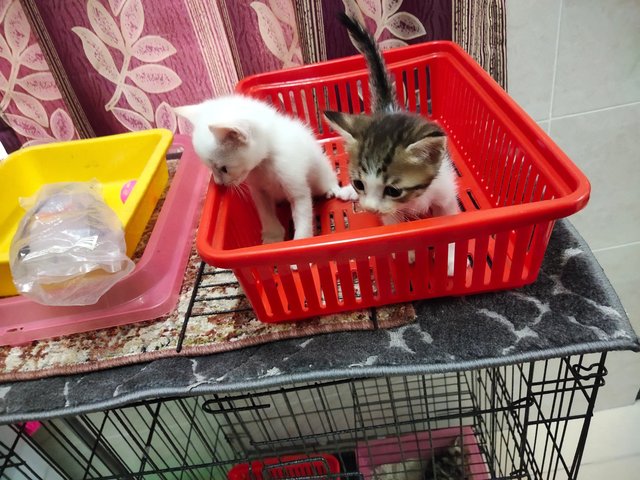 Jebat &amp; Putih - Domestic Short Hair Cat