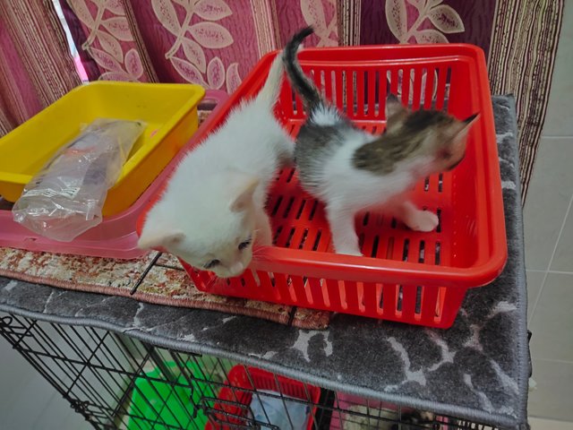 Jebat &amp; Putih - Domestic Short Hair Cat