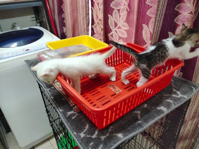 Jebat &amp; Putih - Domestic Short Hair Cat