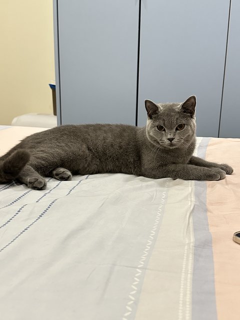 Biru - British Shorthair Cat