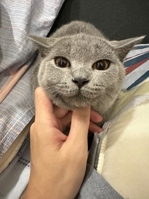 Biru - British Shorthair Cat