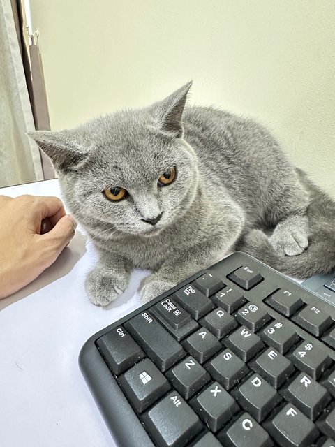 Biru - British Shorthair Cat