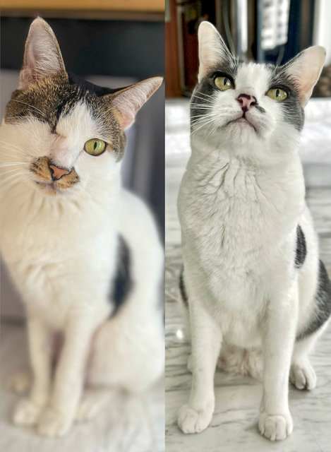 Coco &amp; Mac - Domestic Short Hair Cat