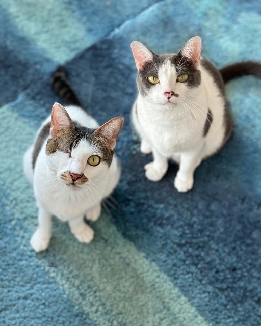 Coco &amp; Mac - Domestic Short Hair Cat