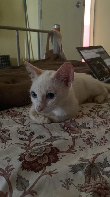 Uitm White Cat (She Needs A Home!) - Domestic Short Hair Cat