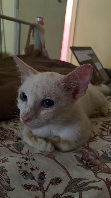 Uitm White Cat (She Needs A Home!) - Domestic Short Hair Cat