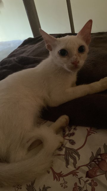 Uitm White Cat (She Needs A Home!) - Domestic Short Hair Cat