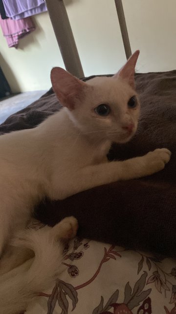 Uitm White Cat (She Needs A Home!) - Domestic Short Hair Cat