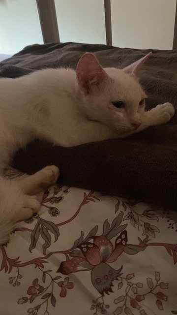 Uitm White Cat (She Needs A Home!) - Domestic Short Hair Cat