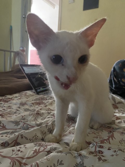 Uitm White Cat (She Needs A Home!) - Domestic Short Hair Cat