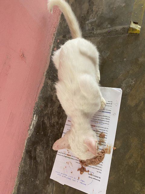 Uitm White Cat (She Needs A Home!) - Domestic Short Hair Cat