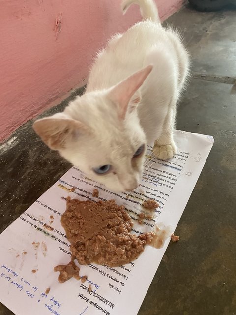 Uitm White Cat (She Needs A Home!) - Domestic Short Hair Cat