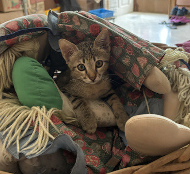 Zeus - Tabby Cat