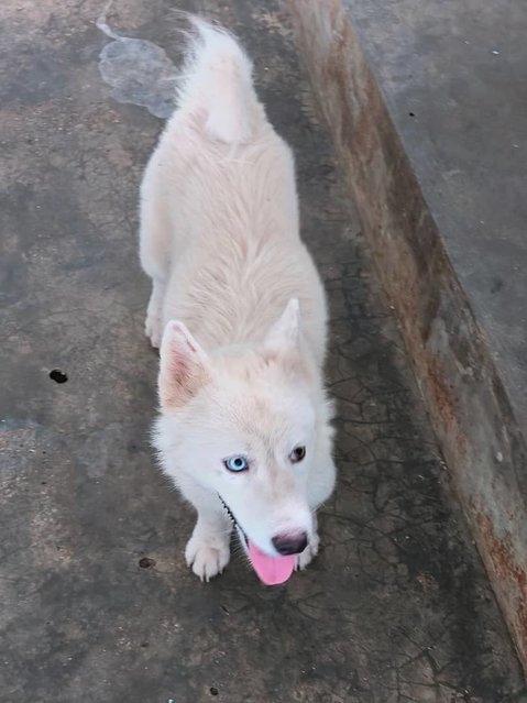 Ronee - Husky Mix Dog