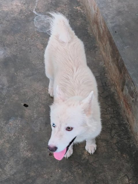 Ronee - Husky Mix Dog