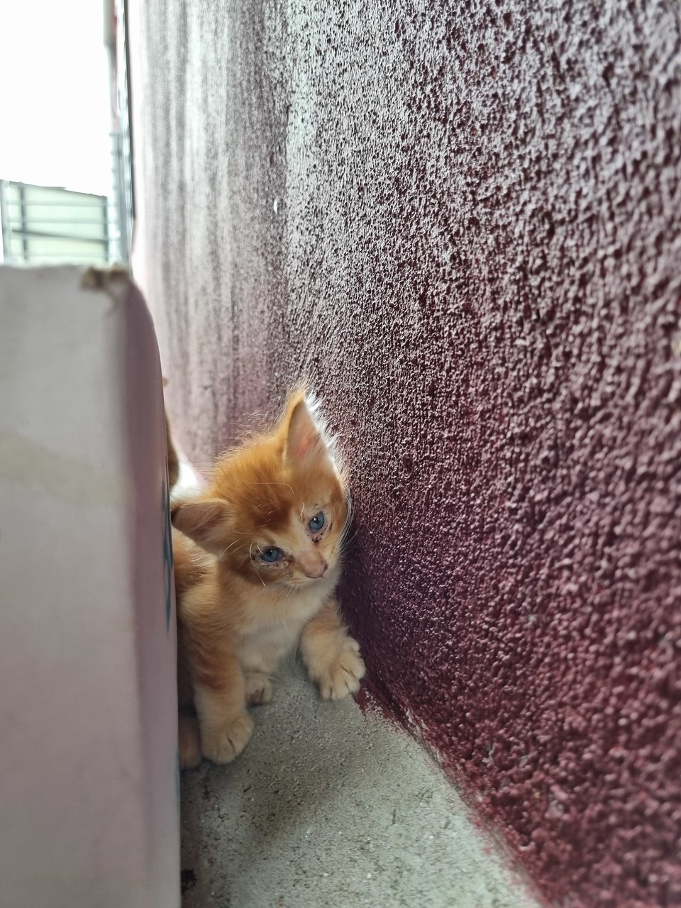 Teddy - Domestic Long Hair Cat