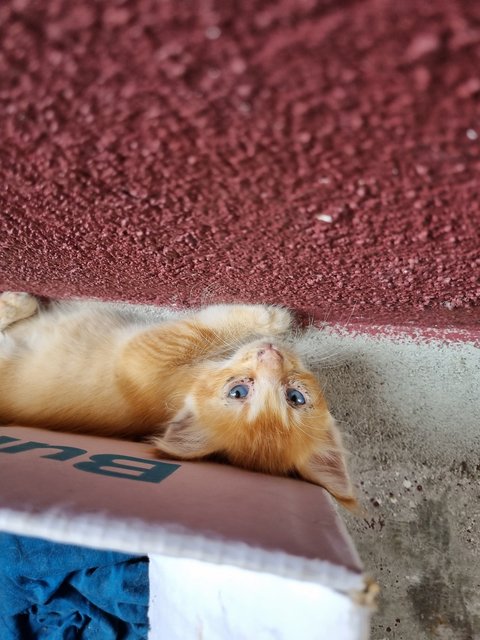 Teddy - Domestic Long Hair Cat