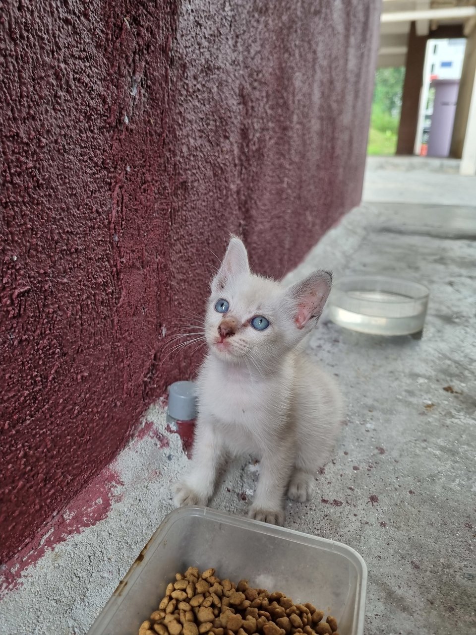 Xixi - Domestic Medium Hair Cat