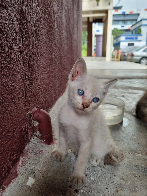 Xixi - Domestic Medium Hair Cat