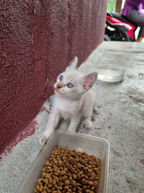 Xixi - Domestic Medium Hair Cat