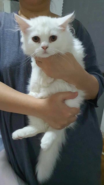 Mix Persian Kitten. - Persian + Domestic Long Hair Cat