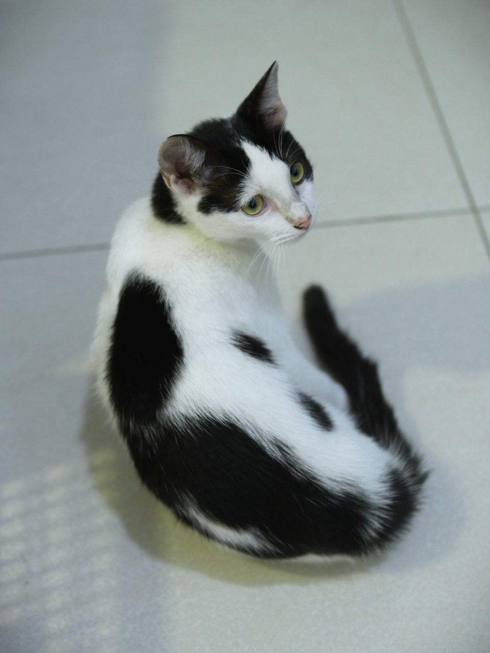 Kitty - Domestic Short Hair Cat