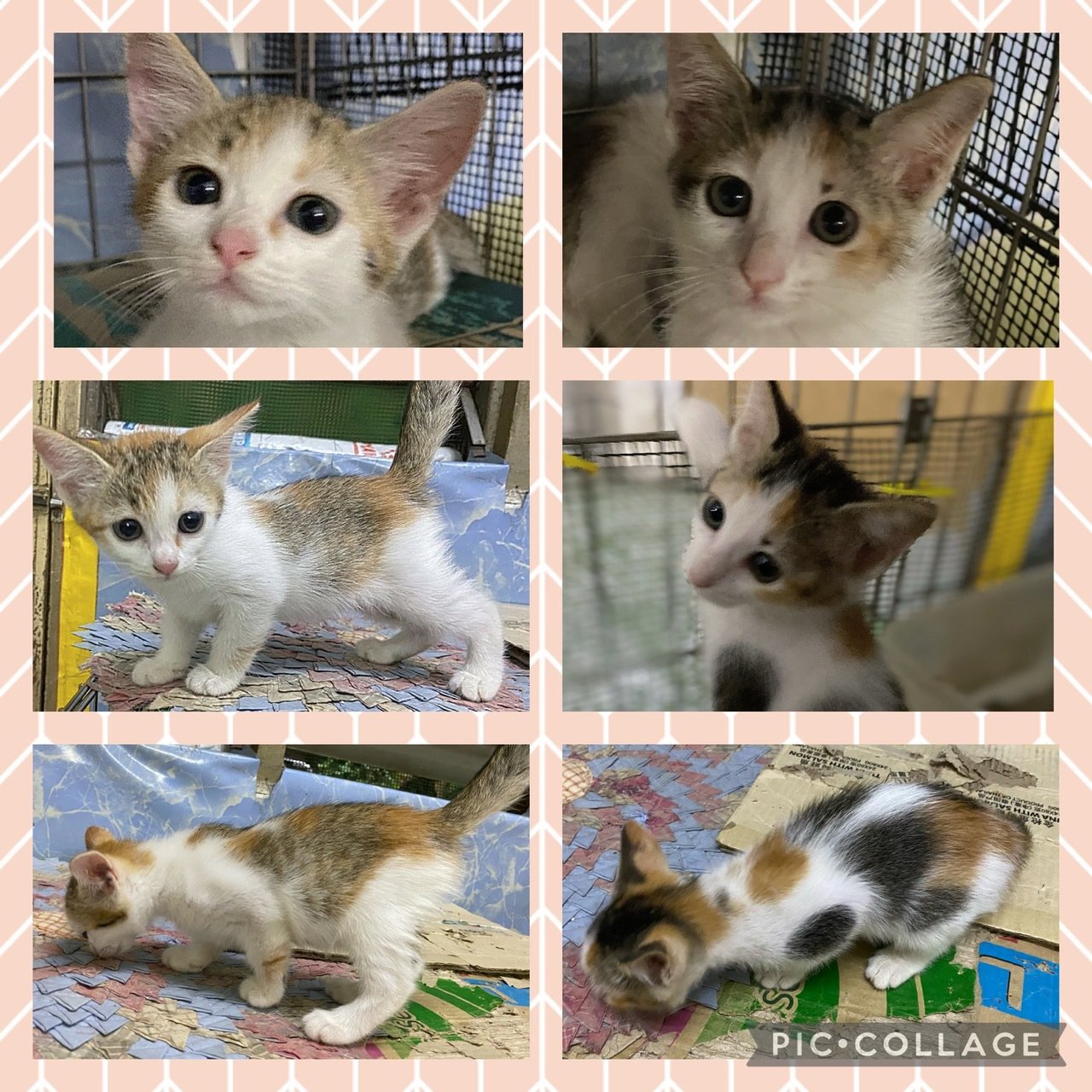 Rescued Kittens - Domestic Short Hair Cat