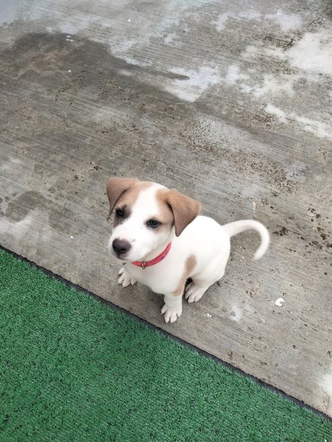 Dexter - Jack Russell Terrier Mix Dog