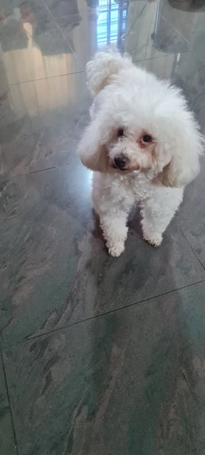 Shirly - Poodle Dog