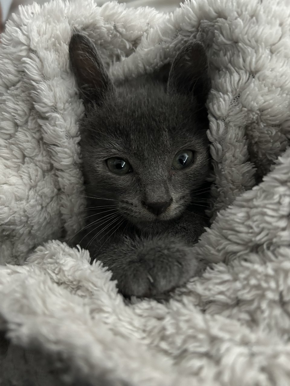 Blue - Russian Blue Cat