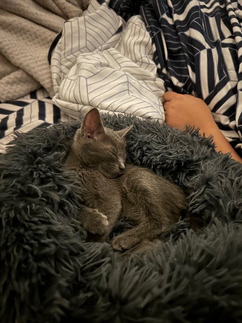 Blue - Russian Blue Cat