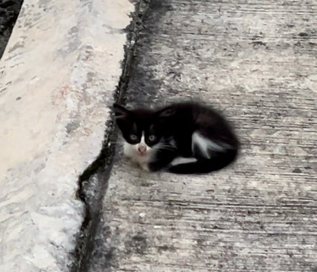 Moo - Tuxedo + Domestic Medium Hair Cat