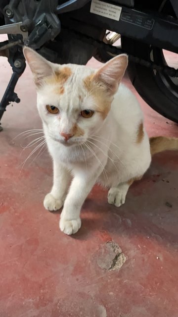 Makteh Pakteh - Domestic Short Hair Cat