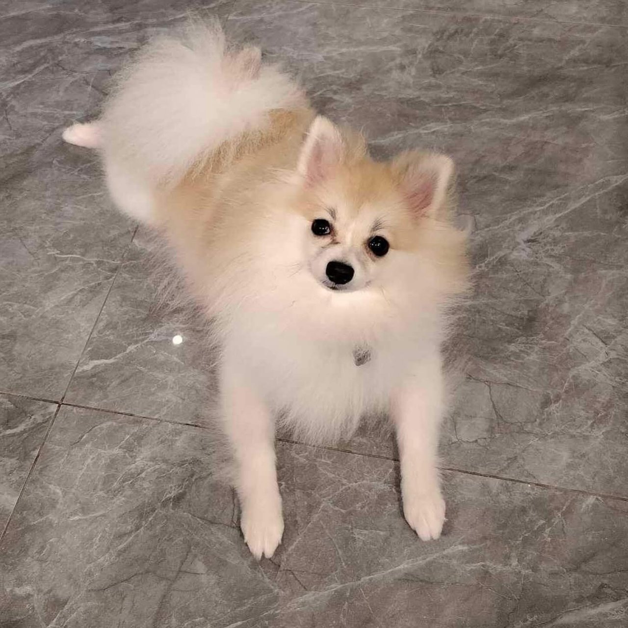 Michiyo - Pomeranian Dog