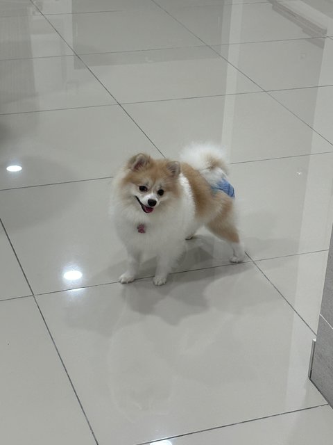 Michiyo - Pomeranian Dog