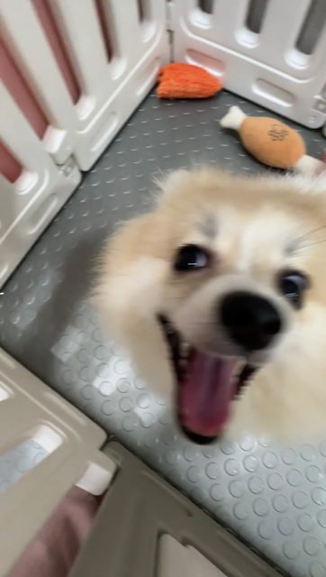 Michiyo - Pomeranian Dog