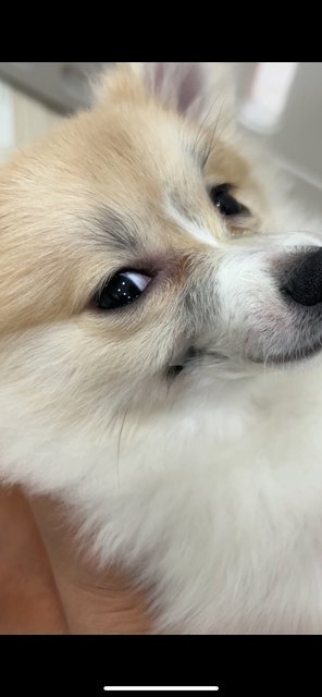 Michiyo - Pomeranian Dog