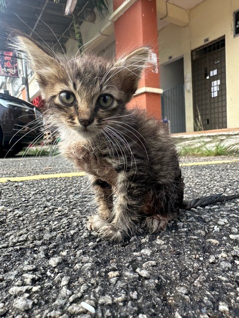 Baby 1 And 2 - Domestic Short Hair Cat