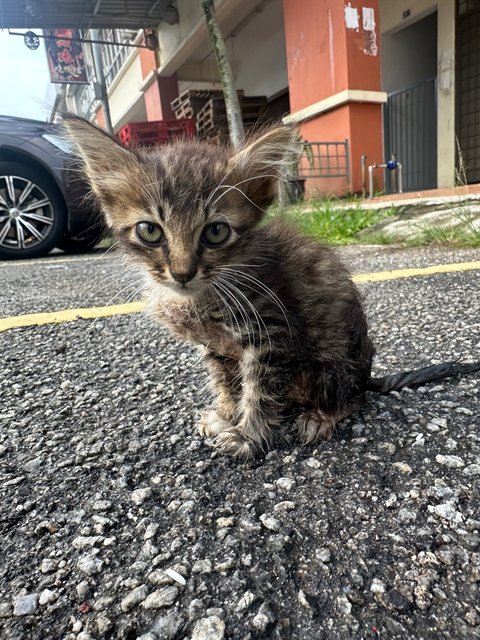 Baby 1 And 2 - Domestic Short Hair Cat