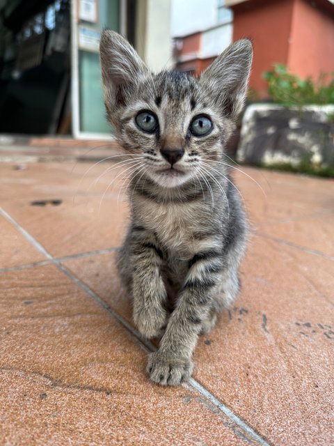 Baby 1 And 2 - Domestic Short Hair Cat