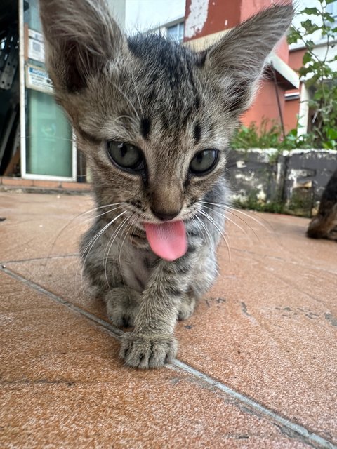 Baby 1 And 2 - Domestic Short Hair Cat