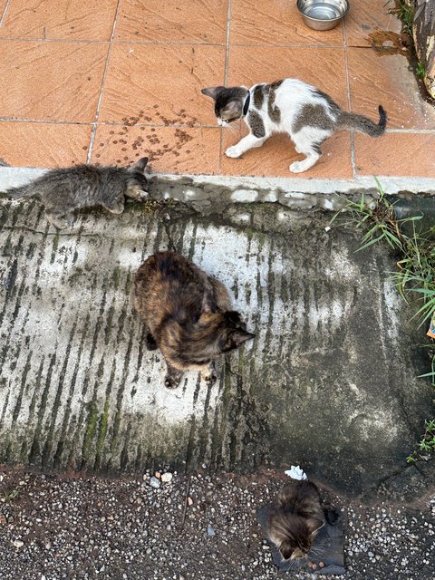 Baby 1 And 2 - Domestic Short Hair Cat