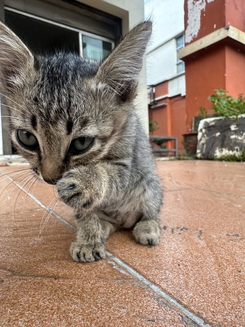 Baby 1 And 2 - Domestic Short Hair Cat