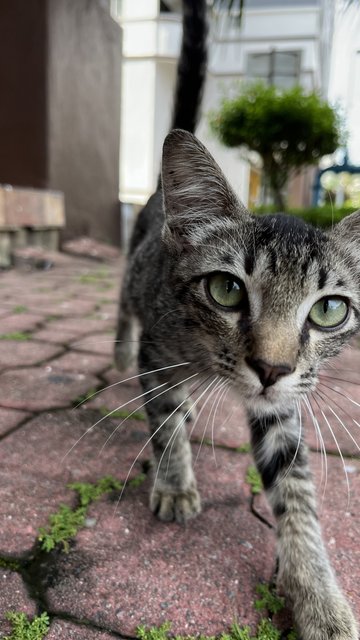 Nutmeg - Domestic Short Hair Cat