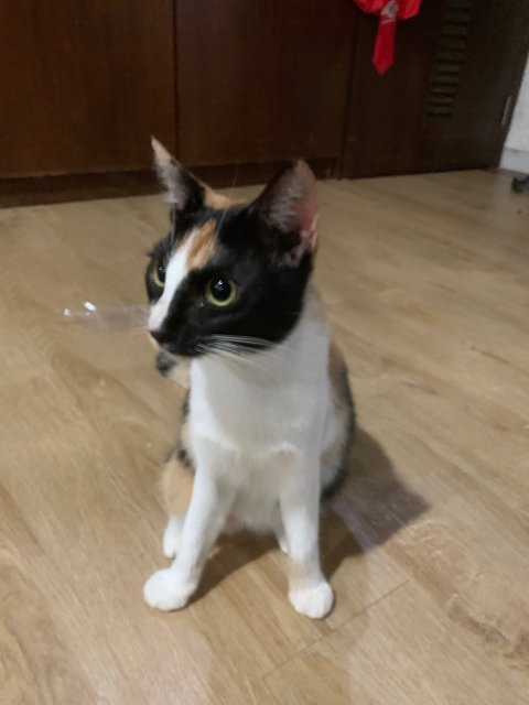 Zara - Domestic Short Hair Cat