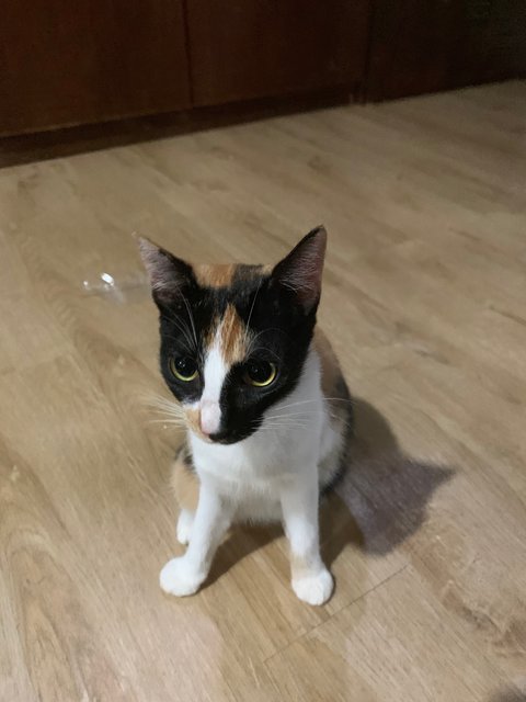 Zara - Domestic Short Hair Cat